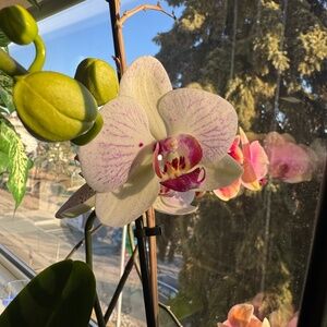 Meet your Posher, Stephani